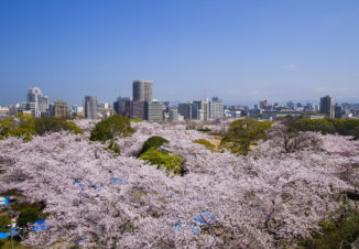 福岡城さくらまつり